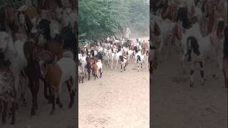 الماعز في الصباح من القرية إلى الغابة #animals #goat #viralvideo #villagelife