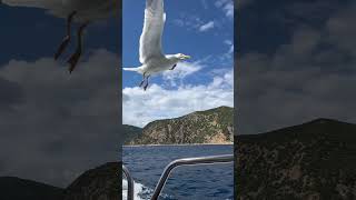 Boat trip. #music #song #pop #travel #seagulls #athos #Michael Jaxson