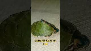 Agr kachwa Eak bar Ulta ho jay to khud ko kesy seda krta hai. kachwa kitna mazboot hota hai #Kachwa