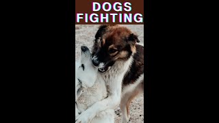 Dogs Fighting #shorts #funnydoggydog #shortsvideo #youtubeshorts #youtubeshortsvideo