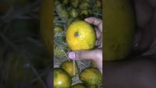 Any likes for organic farm..#mango#organic#farming#agriculture#fruit#sweet#juicy#@ushaboominathan