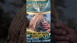 Tanam Bibit Hibrida Asura gold #padi #petanipadi #aceh