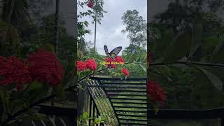 Golden Birdwing butterfly 🦋