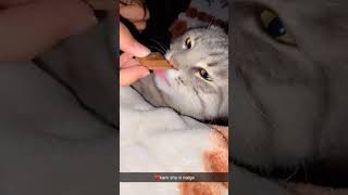 Whenever I eat chocolate le my Mano 🤦🏼‍♀️|#subscribe |#cat |#veiw |#trending ♥️