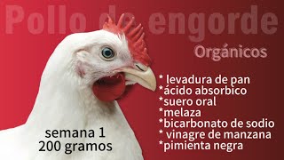 semana 1 criando pollos de engorde. #shortvideos #viral #polllosdeengorde