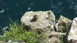 Coastal Kestrels at Durlston