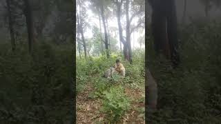 Cat catching satakosia jungle VFX funny 😱 my village jungle #wildlife #nature #animals #shorts #cat