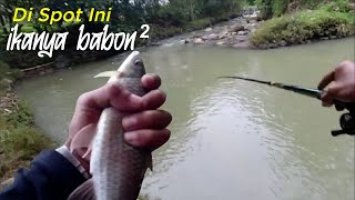 Ampun !!! Tarikan Ikan Satu Ini Bikin Ketagihan