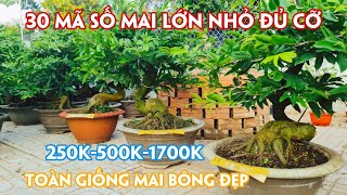 03/03.(Đã hết)  Mai Siêu Bông Bình Lợi, Sài Gòn, Bạch Mai Lớn Nhỏ Đủ Cỡ Bình Dân. Trang 0359910781