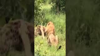 hyena is bitten by lion with sharp teeth