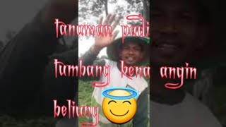 tanaman padi tumbang ,kena angin beliung