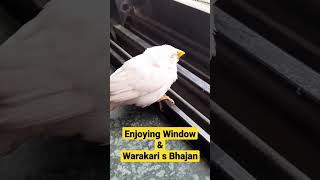 I took money in living room window (cz she was sleepy, didn't fly😜) #zebrafinches, #zebrafinchcolony