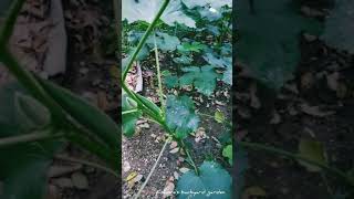 My lush green Okra patch of the season