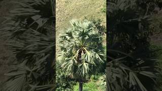 Nature is Life #viralvideo #nature #viral #shorts #foryou #short #shortsviral #shortsfeed #fyp