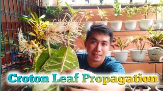 CROTON LEAF PROPAGATION / IS IT POSSIBLE OR NOT? FIND OUT!