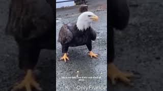 Bald Eagle eat its own kind #shorts #animalshorts #animals #eagles #eagle #wildlife #eating