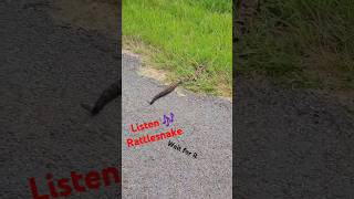 Timber Rattlesnake  #nervous #snake #ytshorts #listen