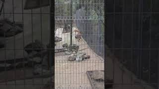 Красивые гепарды в отеле yalta inturist /#shorts/ cheetahs in Crimea /الفهود الجميلة/美しいチーター