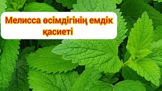 Мелисса өсімдігінің емдік қасиеті