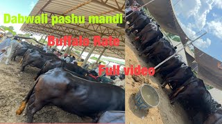 Buffalo Top breed Dabwali mandi