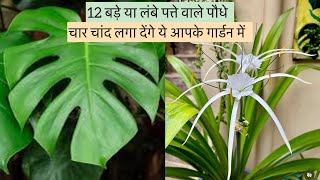 चार चांद लगा देंगे ये पौधे आपके गार्डन में🤩🌸 #gardening #plants #flowers #youtube