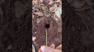 Two giant crickets is bitten by ants so cool #shorts