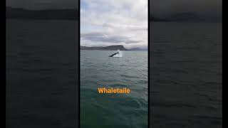 Whale tail splashing Iceland #shorts