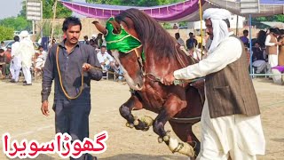 Ghoda Savera | Horse dance dhamal | mela peer shah | savar waseem badar