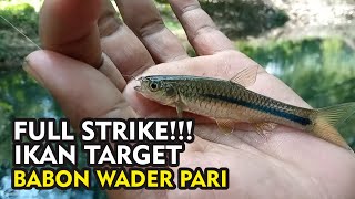 TEKNIK JITU AGAR STRIKE WADER PARI BABON!! - Mancing Wader Pari Di Kali Kuning Pakai Teknik Pecut