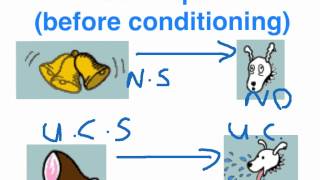 Pavlov C.C experiment - VCE U3 Psychology