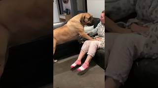 Boerboel Gives Her Mumma a Kiss #trending #shortsfeed #boerboel