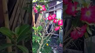 Beautiful flowering Cambodia tree