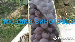 Посадка винограда 🍇🌱