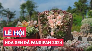 Hàng ngàn cây sen đá khoe sắc trong Lễ hội hoa sen đá Fansipan 2024