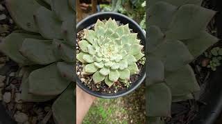 Echeveria Cuspidata