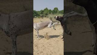 #youtubeshorts #shorts #donkey #animals #pets