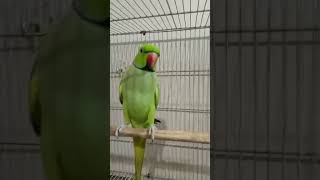 parrot Talking #Mitthu A mitthu cute 🥰 Clear voice #talking ringneck #parrot bolne wala Mitthua 😍