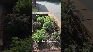 Basic rules for gardening #usa #ytshorts #gardening #soultouchgarden #@ramyasworld8259