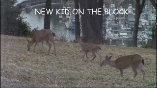 NEW KID ON THE BLOCK