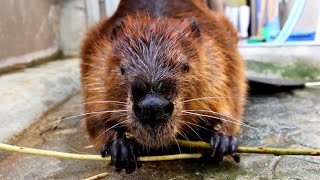 《鳥羽水族館》ビーバーのシーポン君、全自動皮むき器になる！