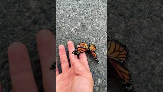 Saving this Monarch from the road! Flew down and flipped on its back not sure what’s wrong!