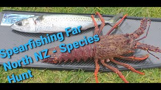 SPEARFISHING FAR NORTH NEW ZEALAND - Species Hunt