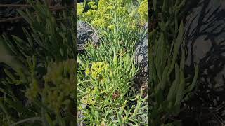 Le Fenouil de Mer, un Légume Sauvage Médicinal - Sea Fennel, a Wild Medicinal Vegetable