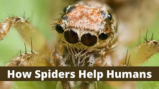 How Spiders Help Humans