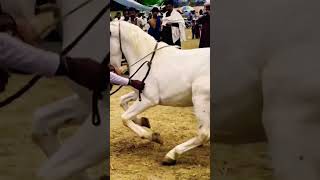 Horse dance in Pakistan #horsedance #2023 #youtubeshorts