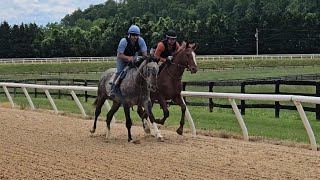 Sever (rail) and Sun in My Heart (outside) gallop on 5/11.