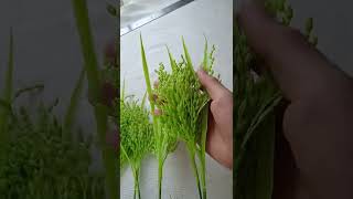 Artificial Paddy Grain rice plants for Decation