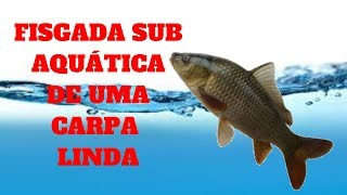 🎣FISGADA SUB AQUÁTICA DE UMA CARPA,IMAGENS LINDAS