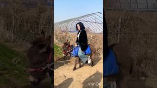 Beautiful girl riding a donkey #Large Horse Farm #Pet Donkey #Love Pet