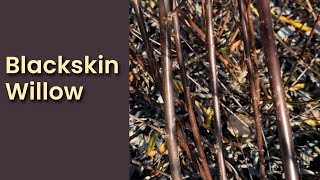 Blackskin Willow